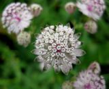 Astrantia major