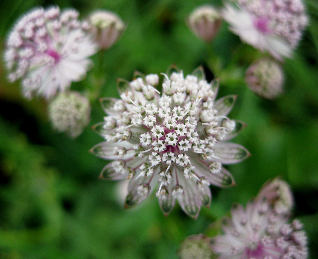 Image of Astrantia major specimen.