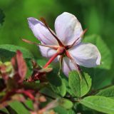 Rosa acicularis