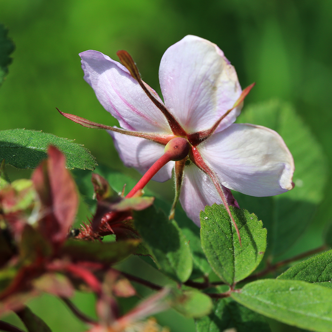 Image of Rosa acicularis specimen.