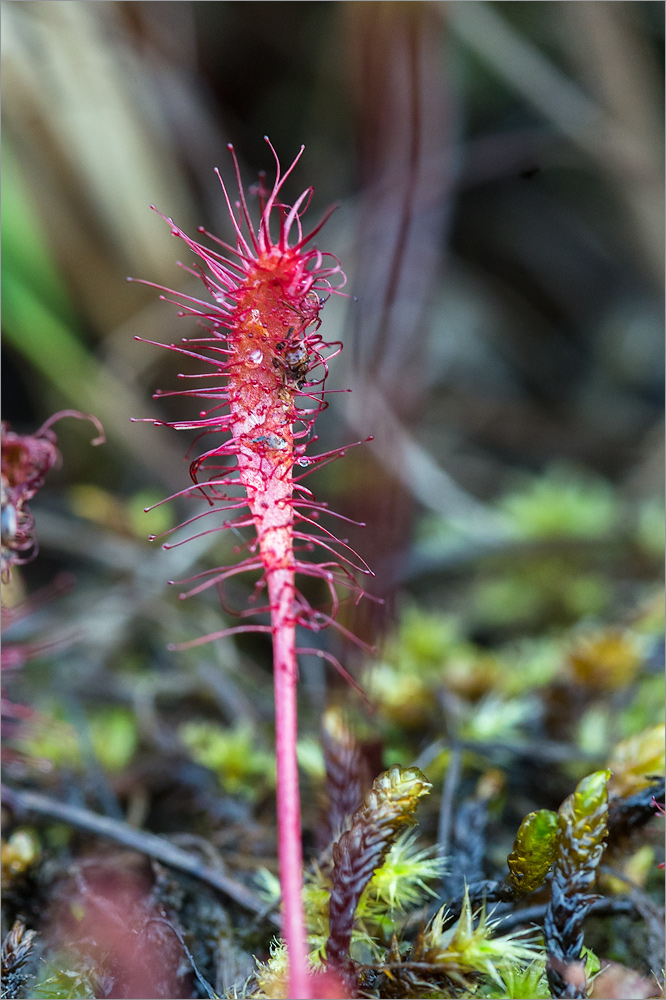 Image of Drosera kihlmanii specimen.