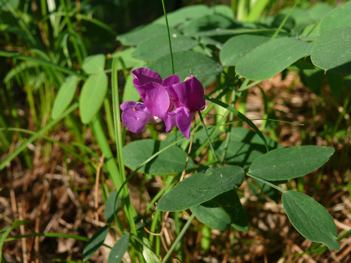 Изображение особи Lathyrus humilis.