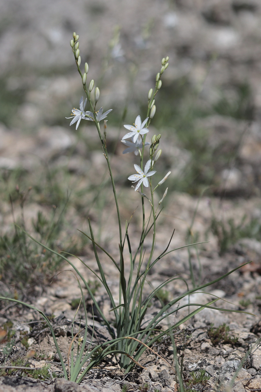 Изображение особи Anthericum liliago.