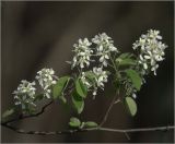 Amelanchier spicata