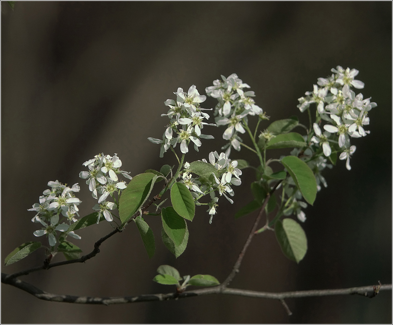 Image of Amelanchier spicata specimen.