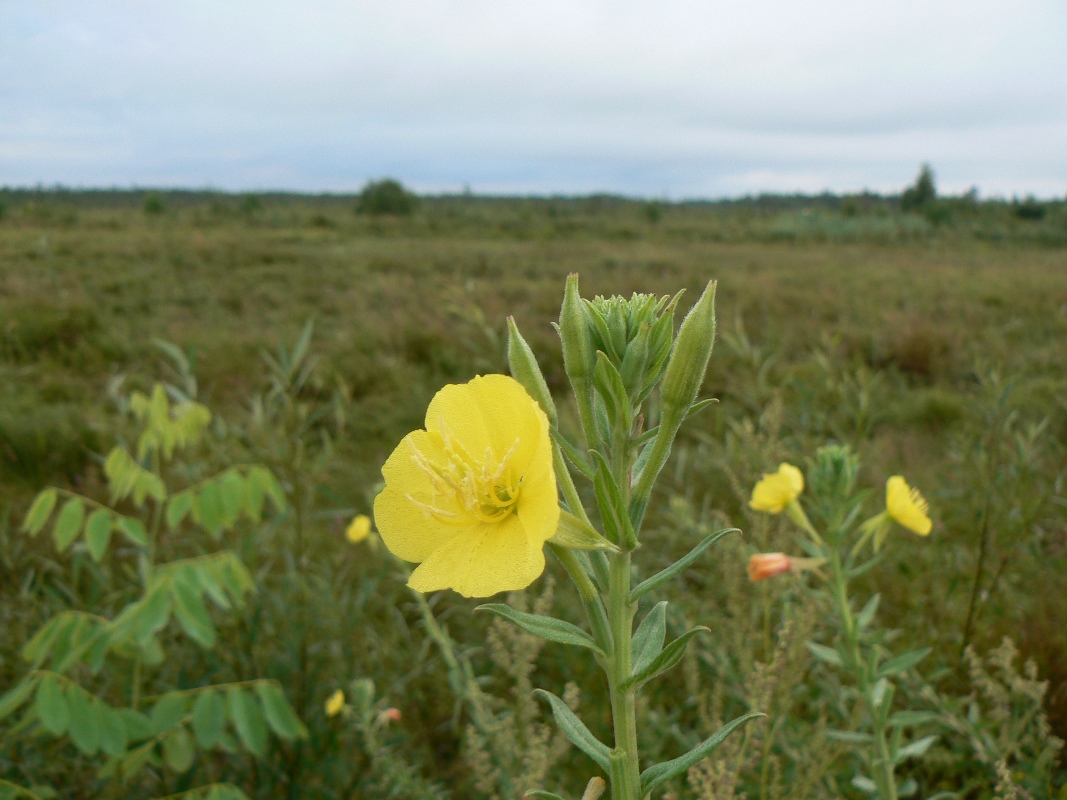 Image of Oenothera villosa specimen.