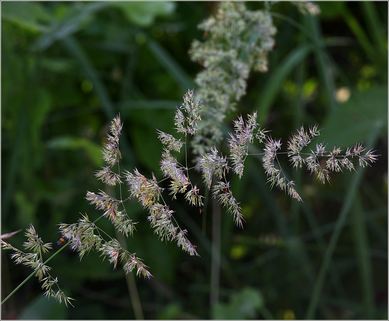 Изображение особи Calamagrostis epigeios.