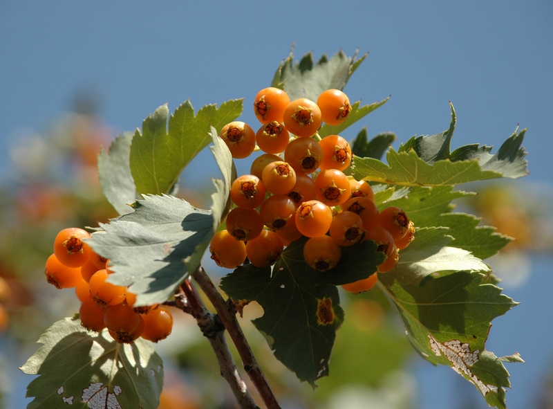 Image of Crataegus korolkowii specimen.