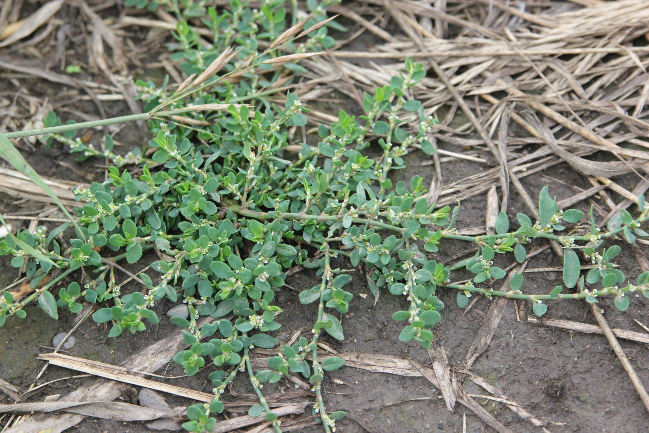 Image of Polygonum aviculare specimen.