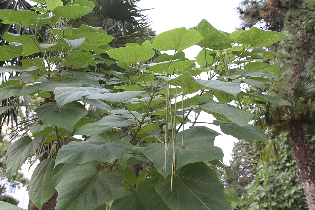 Изображение особи род Catalpa.