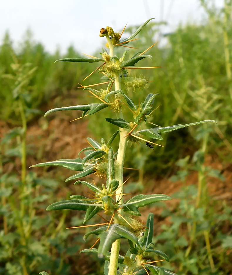 Изображение особи Xanthium spinosum.