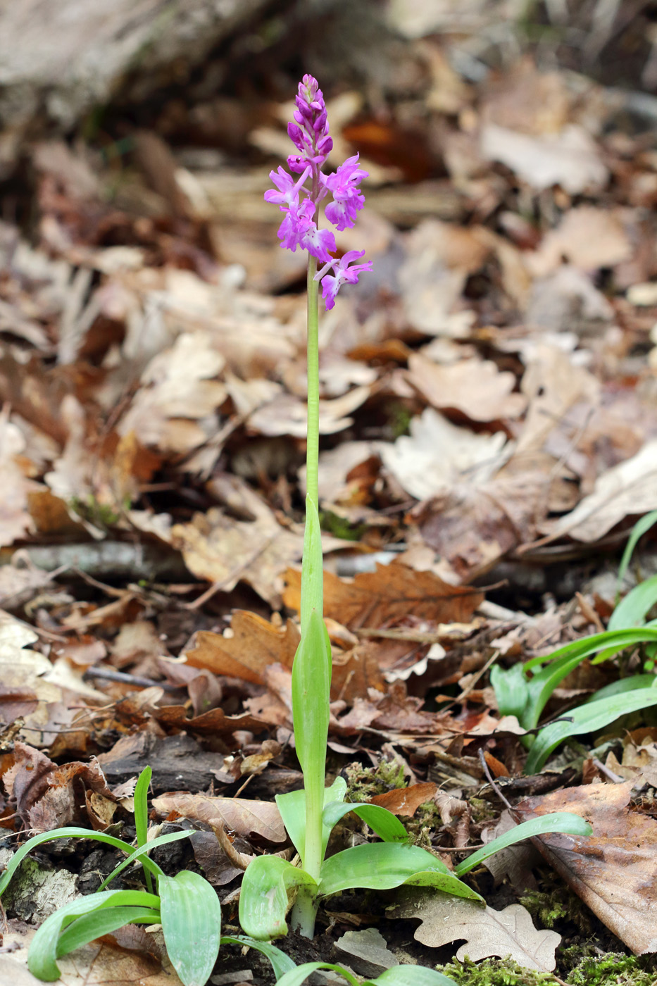 Изображение особи Orchis mascula.