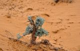 genus Artemisia. Вегетирующее растение. Калмыкия, Лаганский р-н, окр. пос. Улан-Хол, песчаный склон. 22.04.2021.