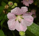 Malva thuringiaca