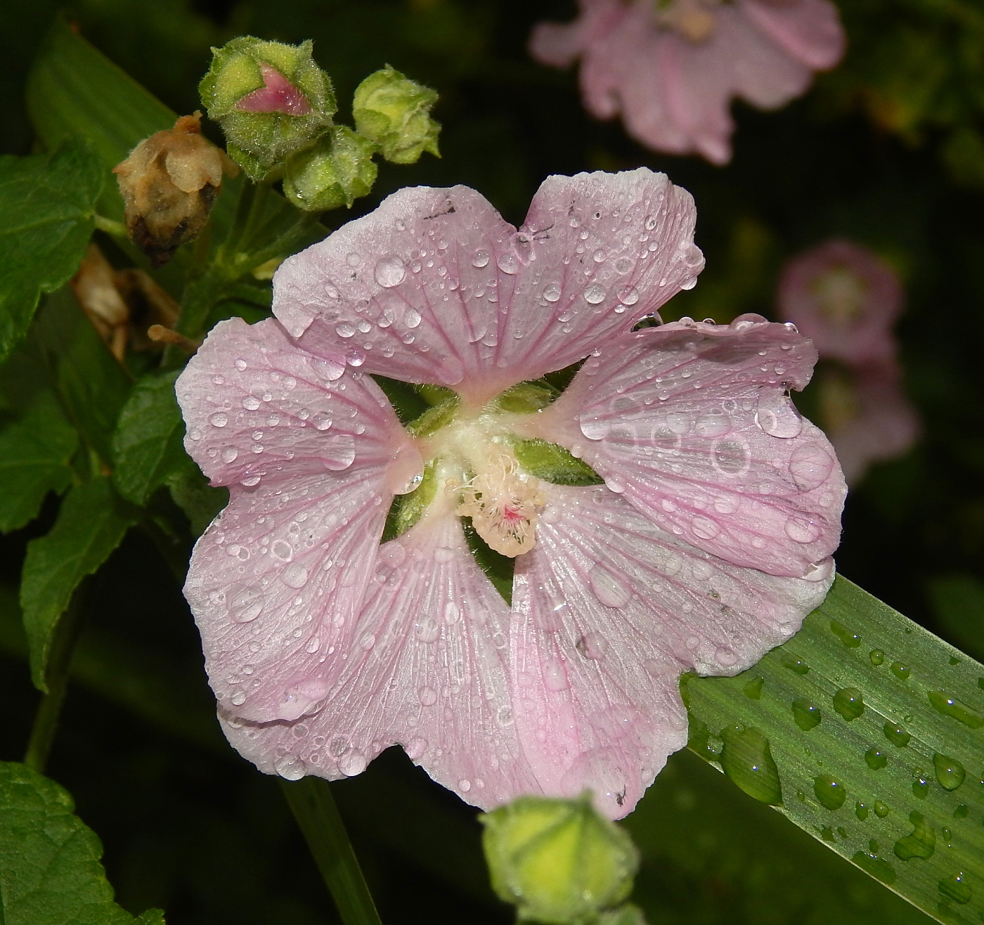 Image of Malva thuringiaca specimen.