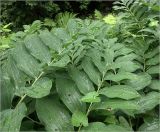 Polygonatum multiflorum