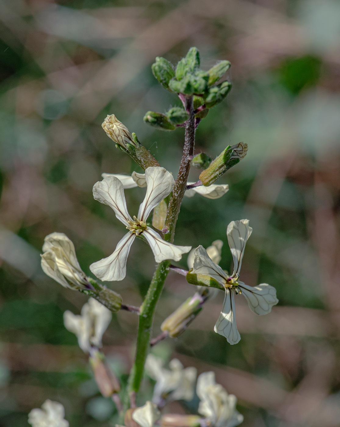 Изображение особи Eruca sativa.