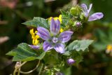 Malva multiflora. Верхушка побега с цветками, плодами и бутонами. Израиль, г. Бат-Ям, около дороги. 13.03.2019.