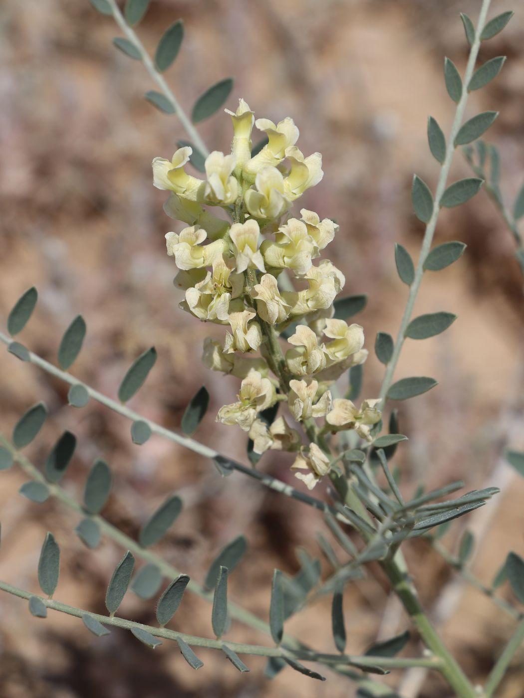 Image of Goebelia pachycarpa specimen.