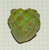 Cylindropuntia cholla