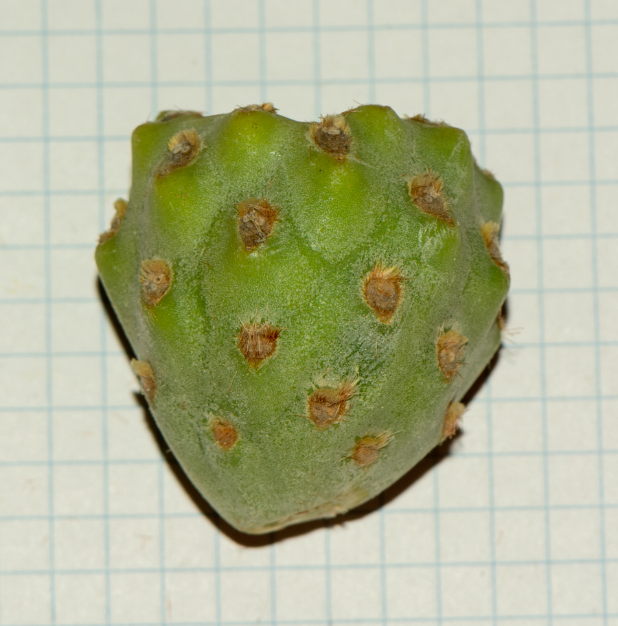 Image of Cylindropuntia cholla specimen.