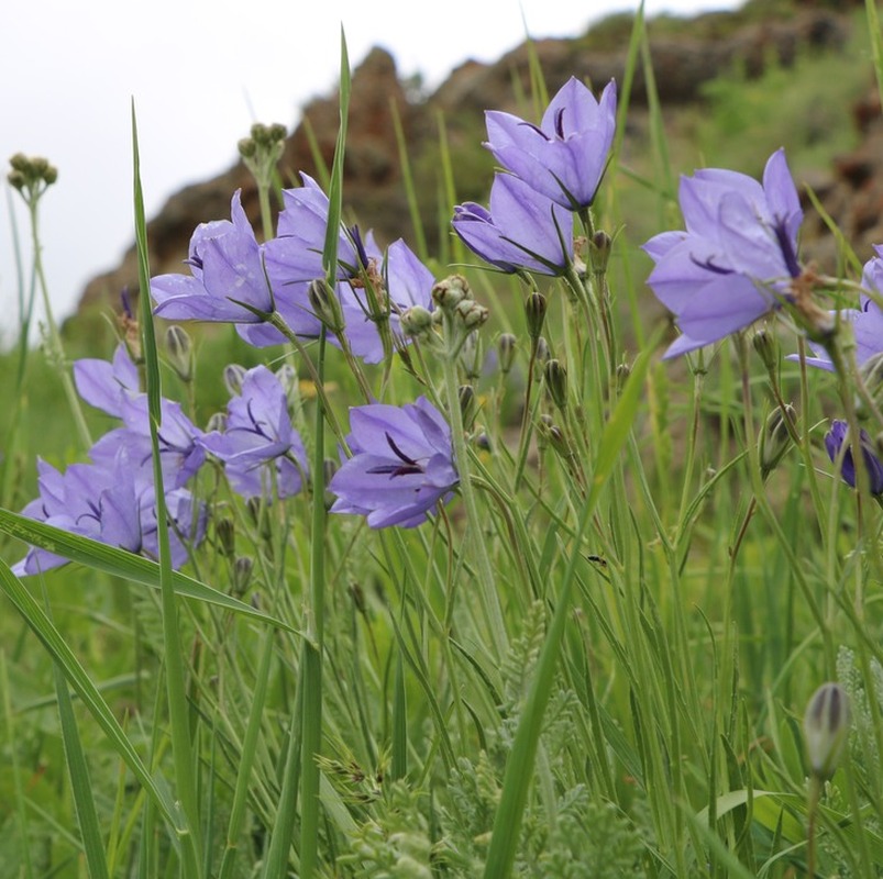 Image of Campanula stevenii specimen.