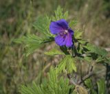 Geranium pratense