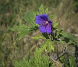 Geranium pratense. Верхушка цветущего побега. Пермский край, Кунгурский р-н, окр. с. Филипповка, гора Ледяная, разнотравный луг на вершине. 20.06.2021.