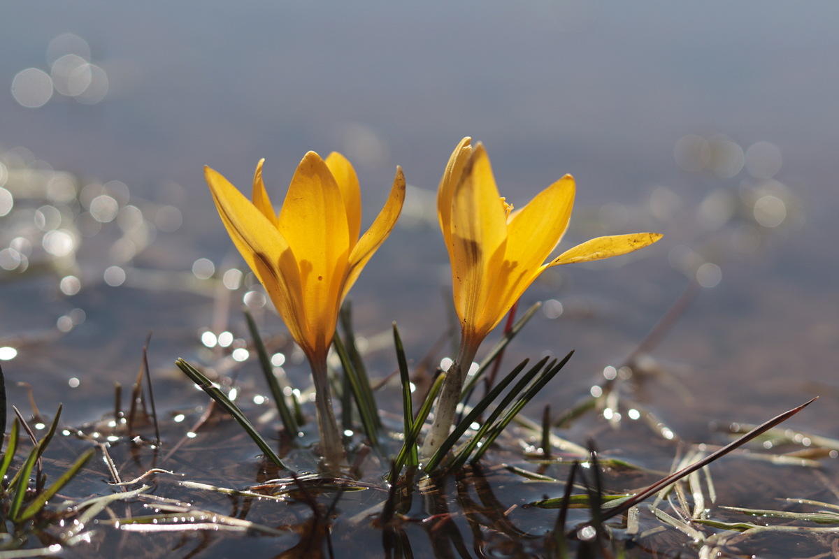 Изображение особи Crocus angustifolius.