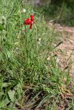Ranunculus asiaticus. Цветущее растение. Израиль, лес Бен-Шемен. 09.04.2022.