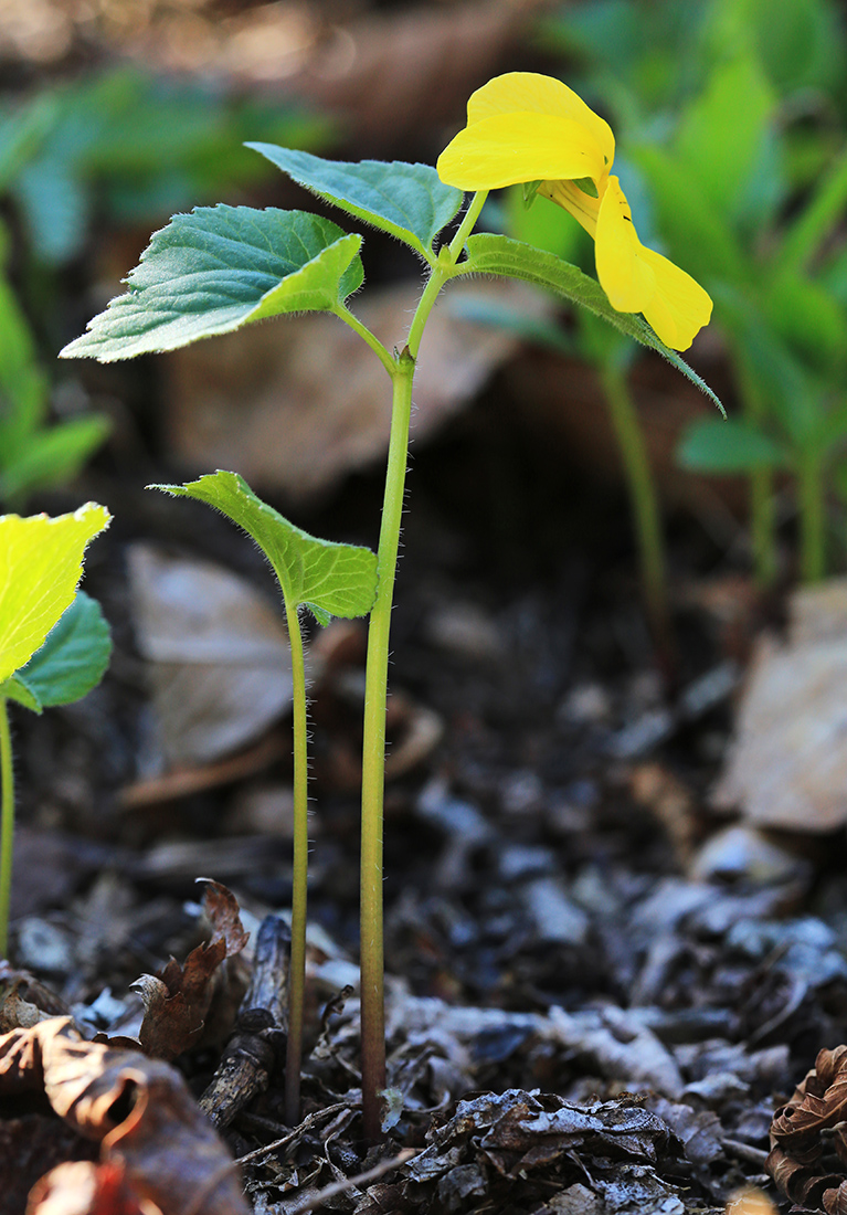 Image of Viola muehldorfii specimen.