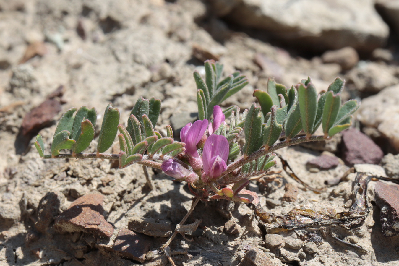 Image of Astragalus oxyglottis specimen.