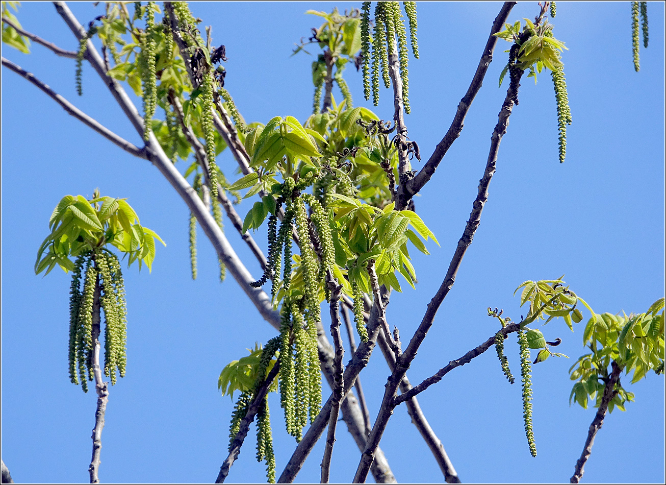 Изображение особи Juglans mandshurica.