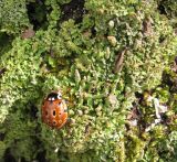 род Cladonia