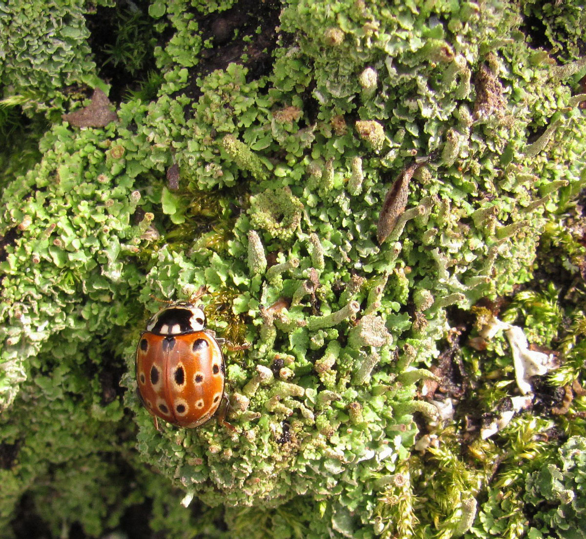 Image of genus Cladonia specimen.