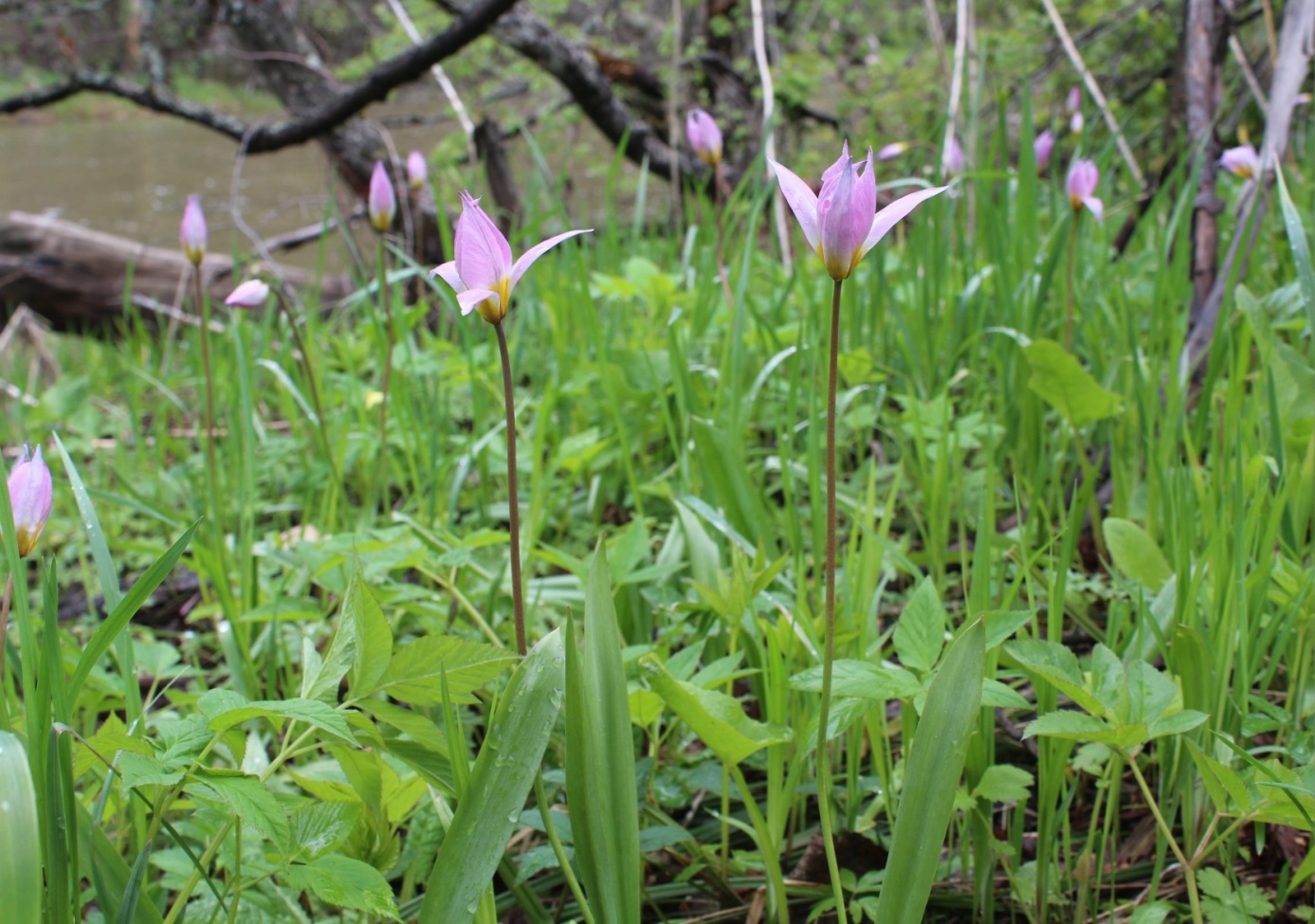 Image of Tulipa riparia specimen.