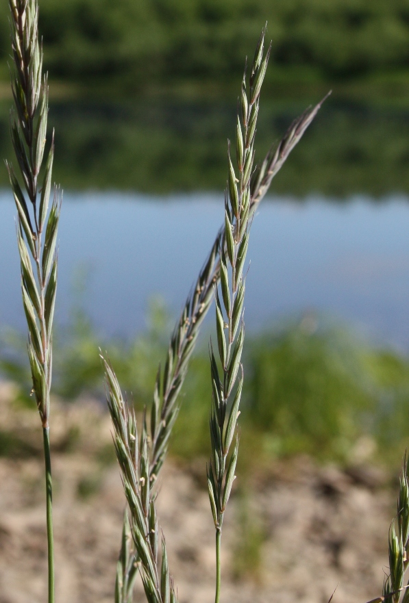 Image of Elymus mutabilis specimen.