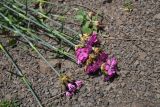 Dianthus ruprechtii. Верхушки цветущих побегов. Республика Ингушетия, Джейрахский р-н, окр. ур. Меллер, выс. 1630 м н.у.м., луг. 19.06.2022.