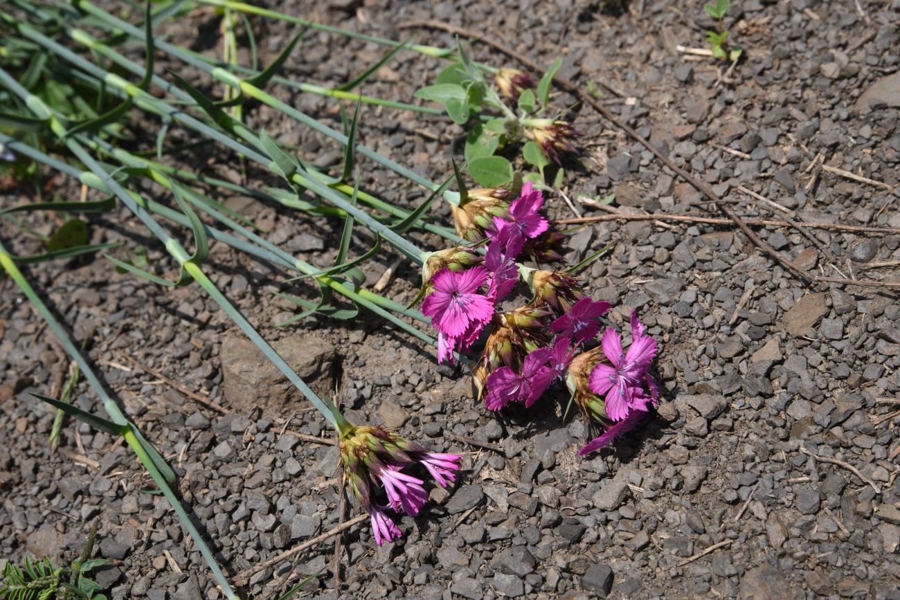 Image of Dianthus ruprechtii specimen.