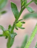 genus Lappula