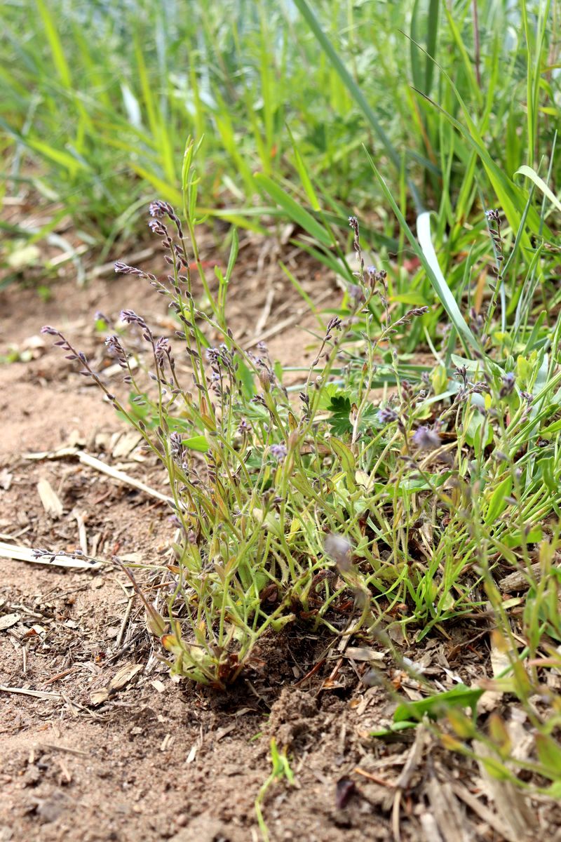 Image of Myosotis micrantha specimen.