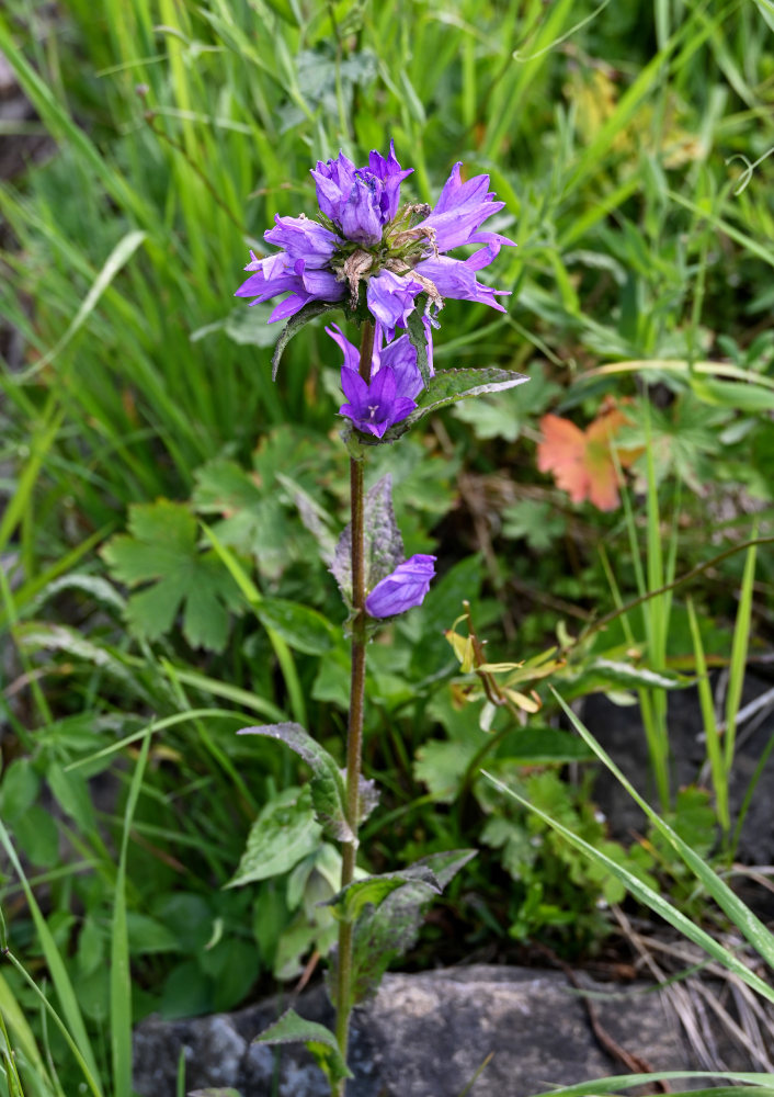 Изображение особи Campanula glomerata.