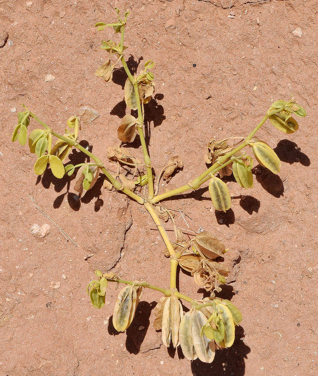 Image of Zygophyllum lehmannianum specimen.