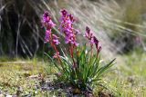 Stylidium armeria. Цветущее растение. Австралия, штат Тасмания, национальный парк \"Walls of Jerusalem\". 30.12.2010.