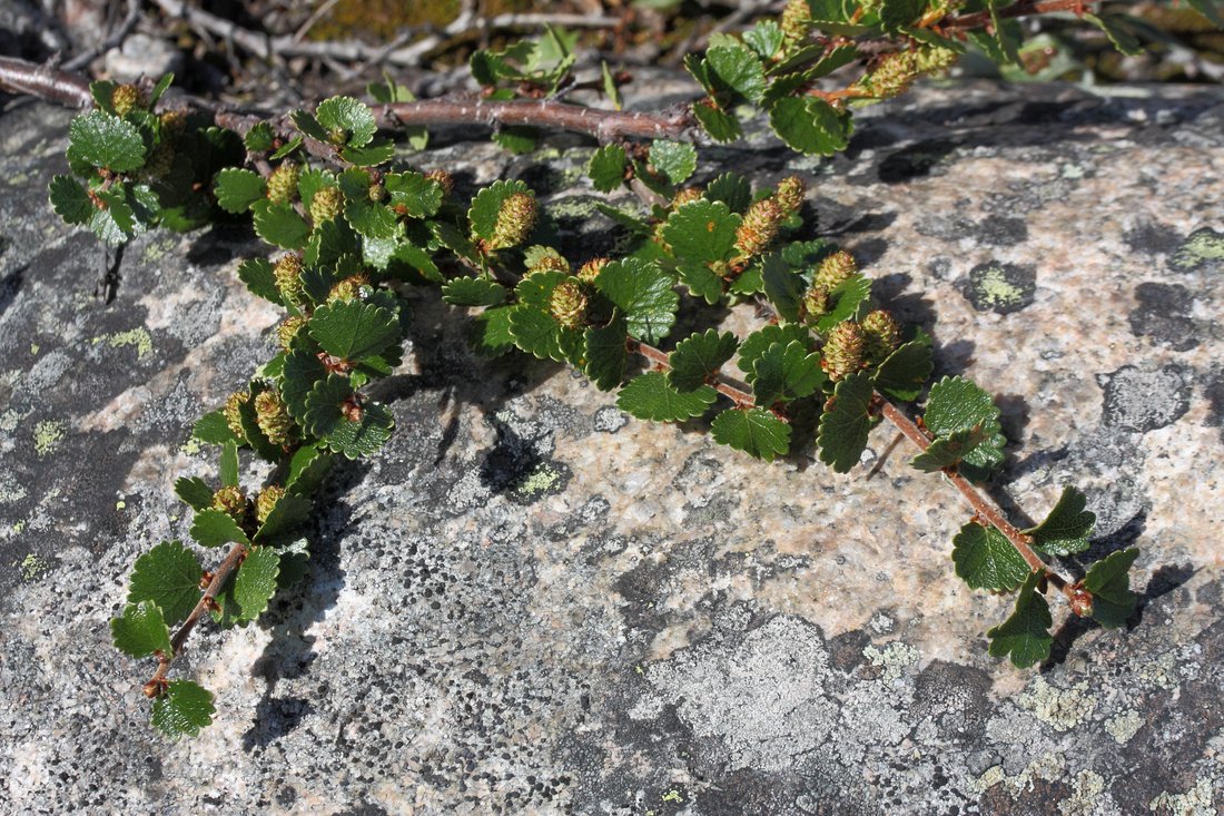 Image of Betula nana specimen.