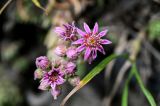 Sempervivum caucasicum