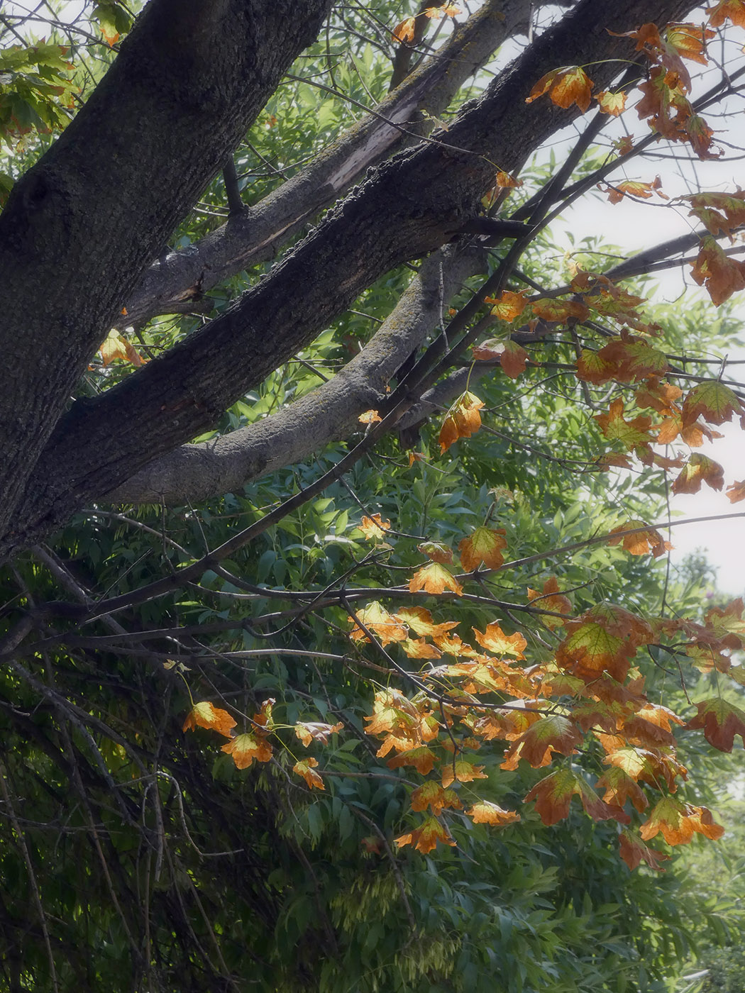 Image of Acer platanoides specimen.