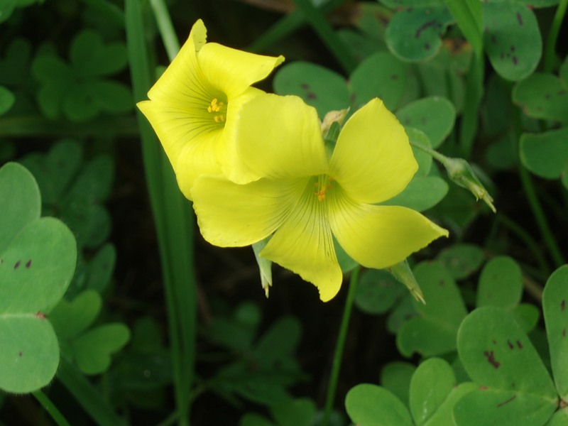 Изображение особи Oxalis pes-caprae.