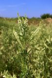 Melilotus albus