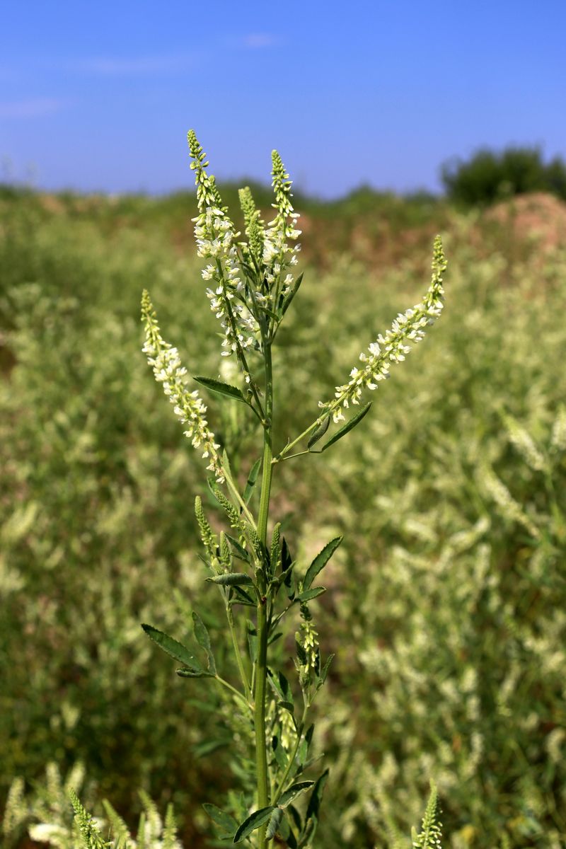 Image of Melilotus albus specimen.